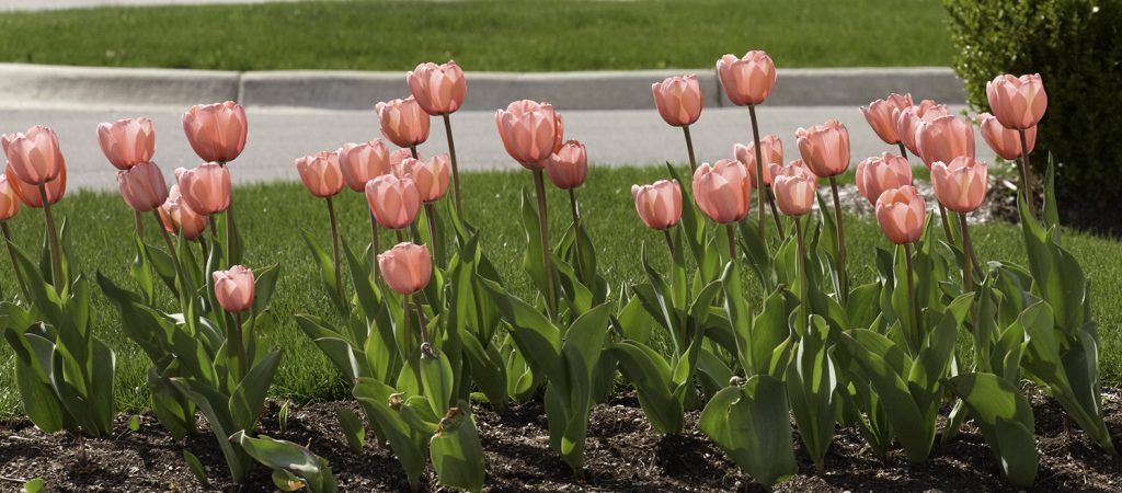 tulips spring.jpg
